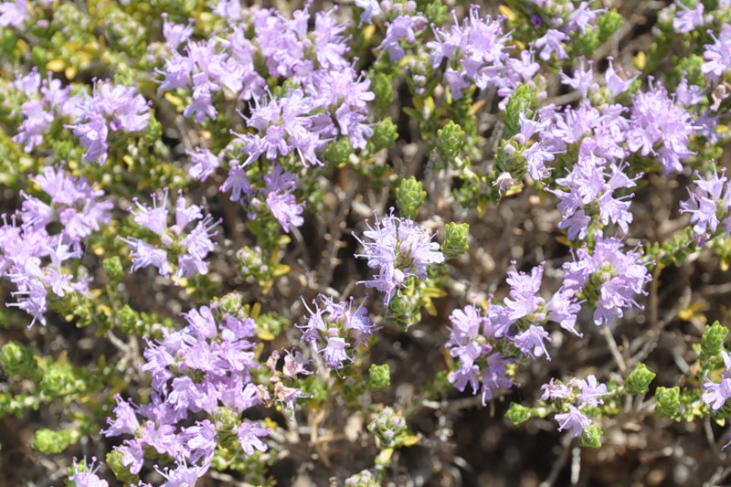 Image of Thymbra capitata specimen.