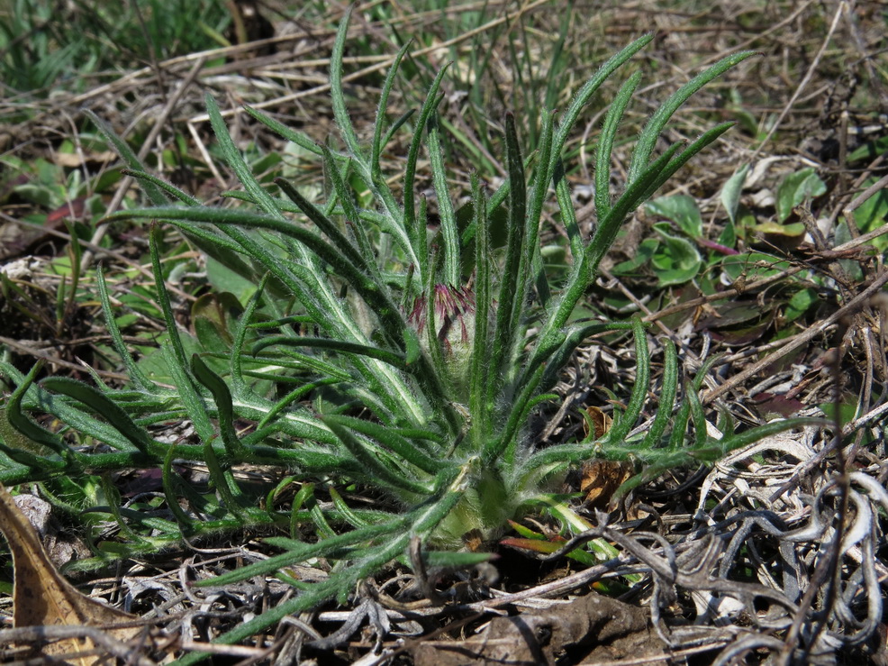 Image of Jurinea arachnoidea specimen.