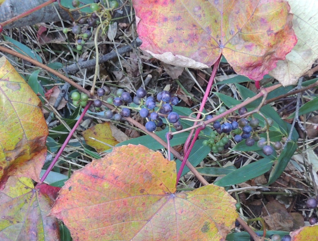 Image of Vitis coignetiae specimen.