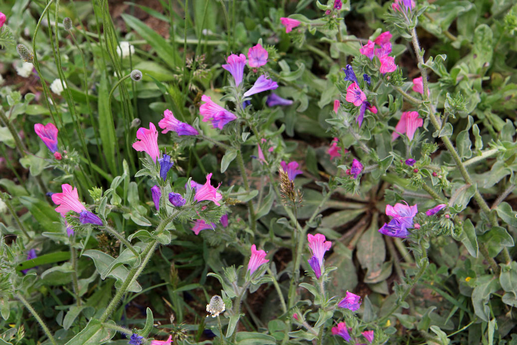 Изображение особи Echium plantagineum.