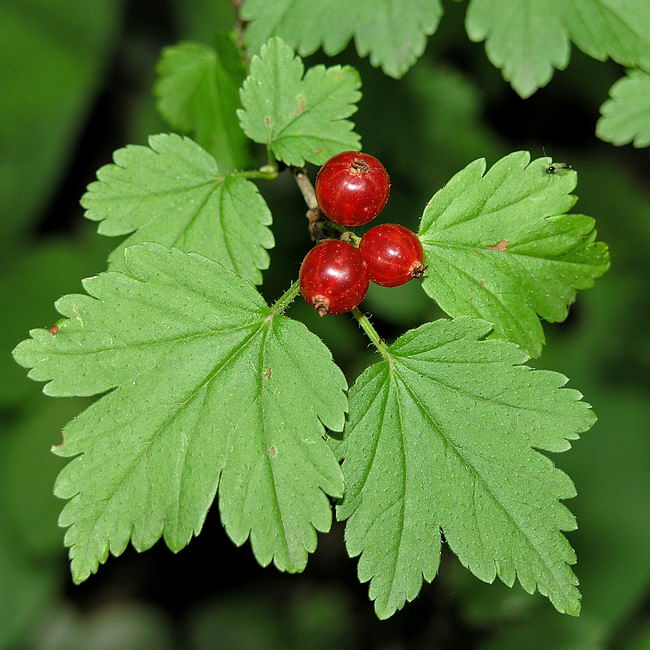 Image of Ribes alpinum specimen.