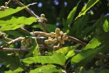 familia Annonaceae. Часть кроны с плодами. Таиланд, провинция Краби, курорт Ао Нанг. 09.12.2013.