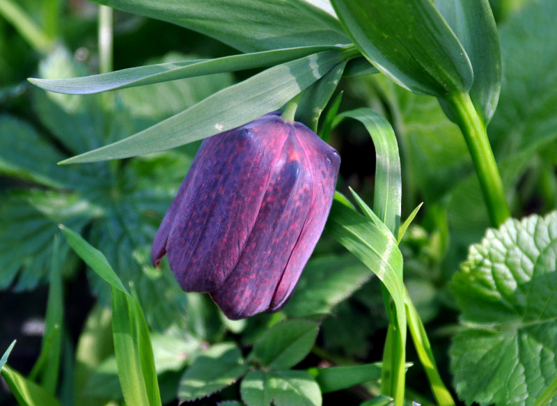 Image of Fritillaria latifolia specimen.