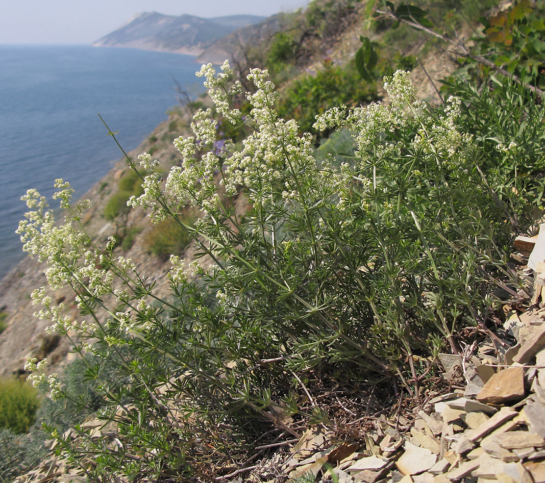 Image of Galium calcareum specimen.