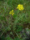 genus Alyssum