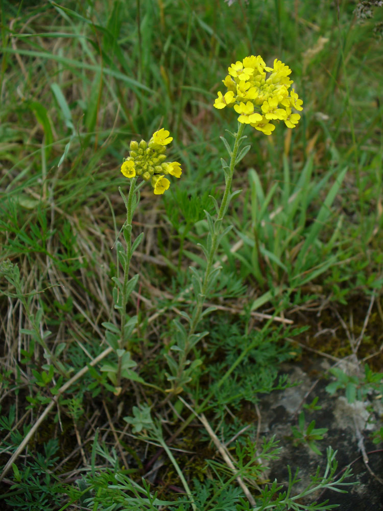Image of genus Alyssum specimen.