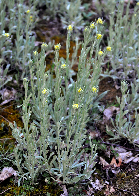 Image of Helichrysum arenarium specimen.