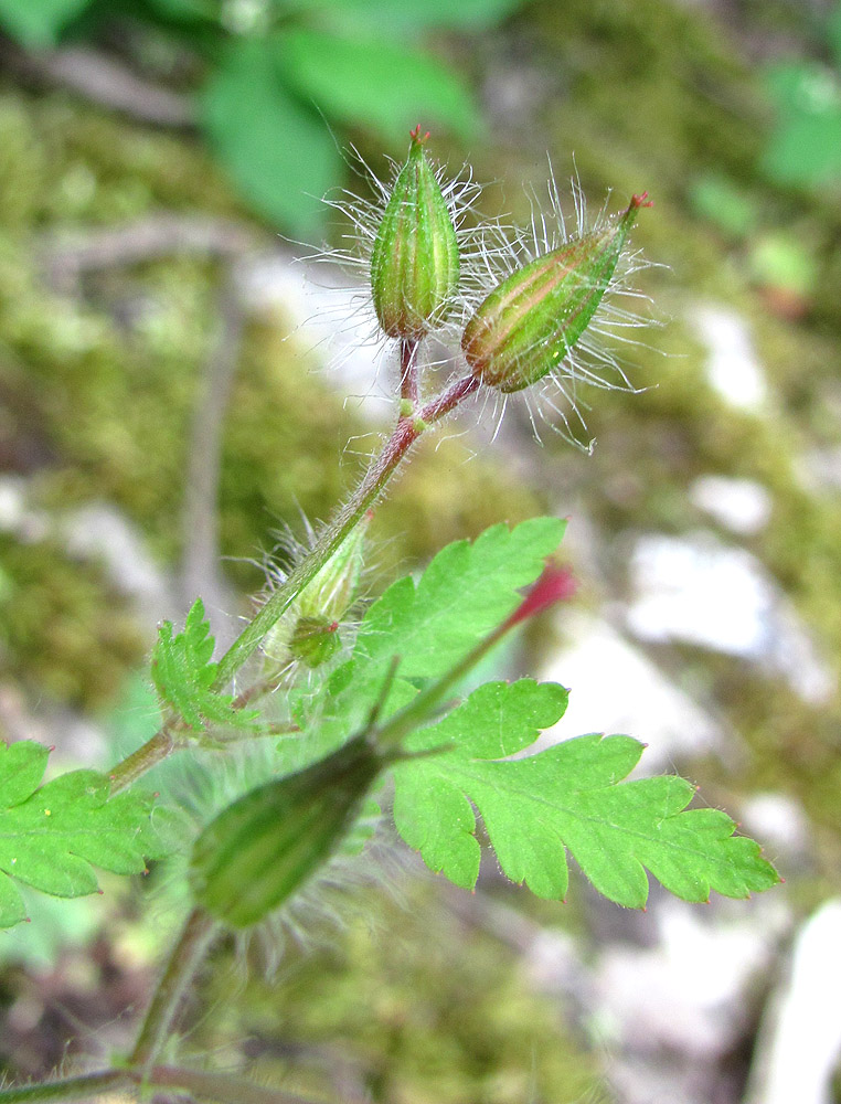 Image of Geranium robertianum specimen.