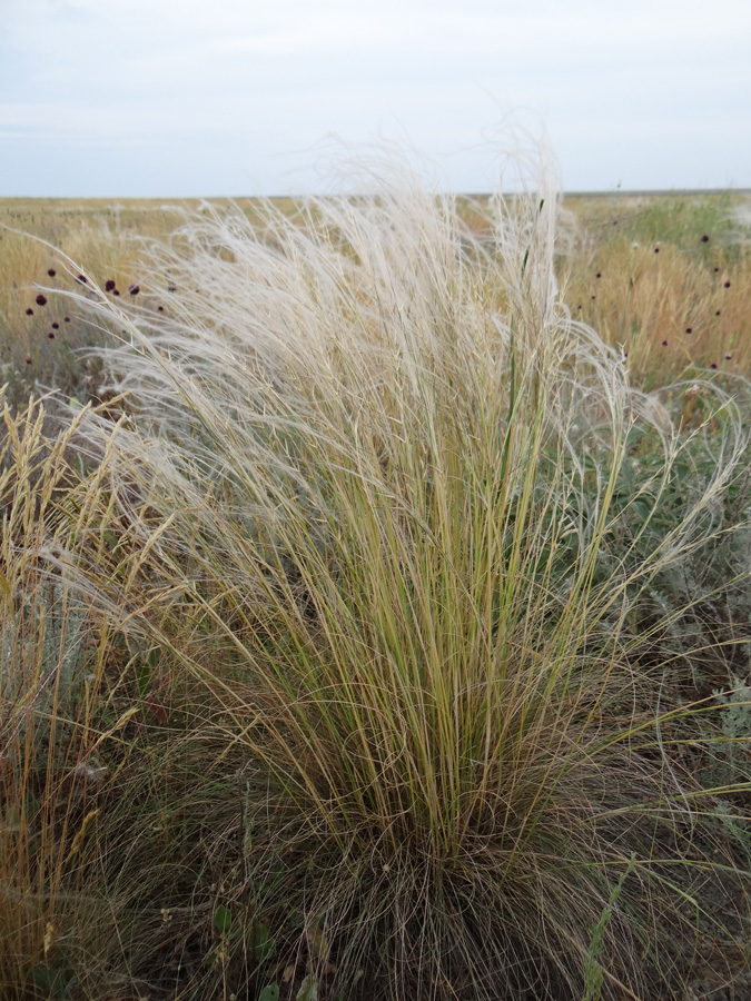 Image of Stipa lessingiana specimen.