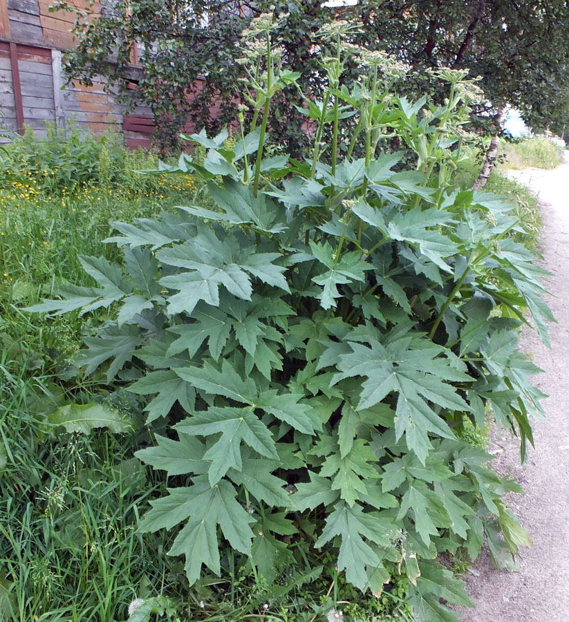 Изображение особи род Heracleum.