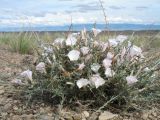 Convolvulus fruticosus