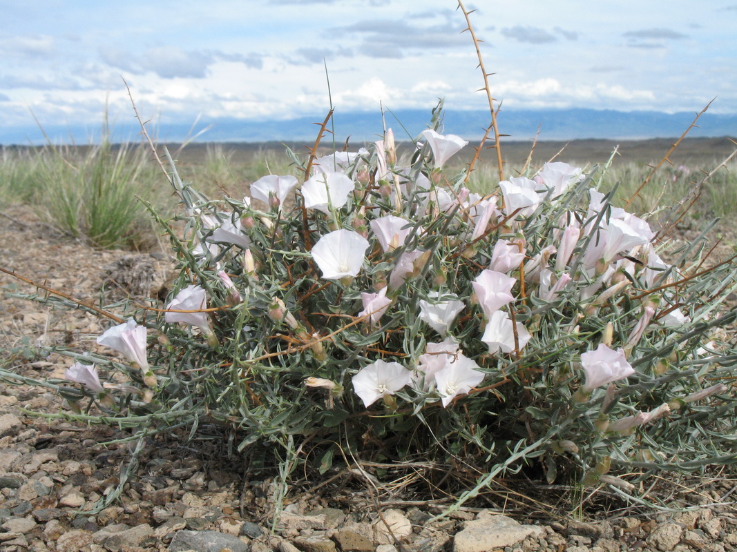 Image of Convolvulus fruticosus specimen.