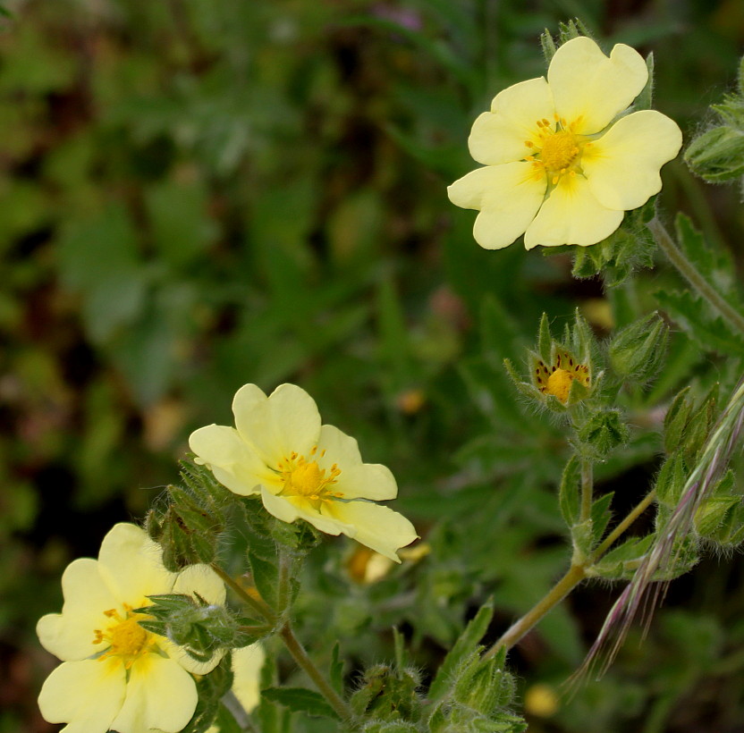 Image of Potentilla recta specimen.