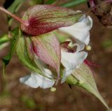 Leycesteria formosa