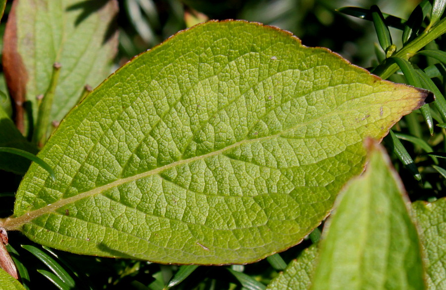 Image of Weigela florida specimen.