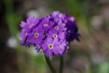 Primula algida