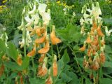 Lathyrus gmelinii. Верхушка цветущего растения. Казахстан, Сев. Тянь-Шань, Заилийский Алатау в окр. г. Алматы, Большое Алматинское ущ., ср. часть, 2000 м н.у.м. 8 июня 2012 г.