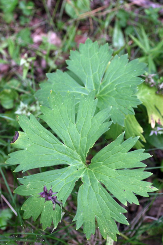 Изображение особи Aconitum lasiostomum.