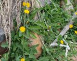 Sonchus arvensis