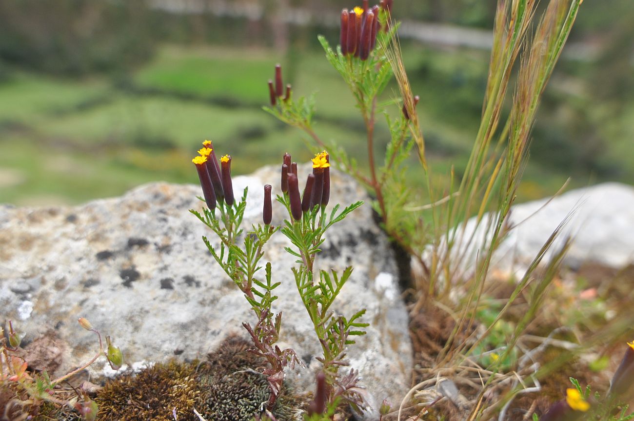 Изображение особи Tagetes multiflora.