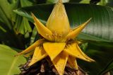 Ensete lasiocarpum