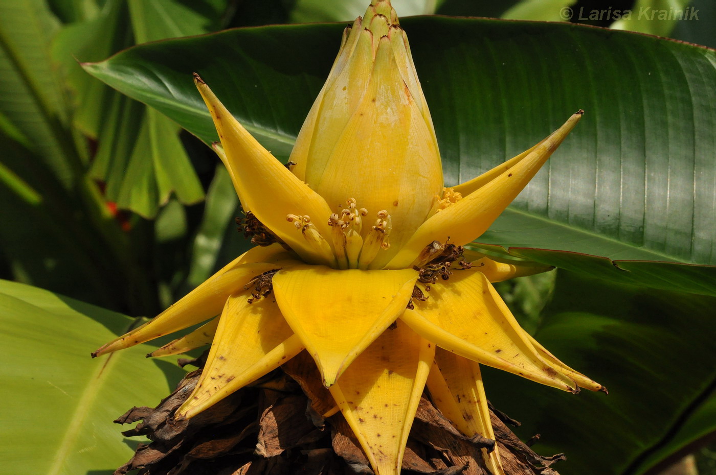 Image of Ensete lasiocarpum specimen.