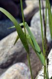 genus Elymus