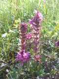 Pedicularis verticillata