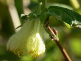 Lonicera caerulea