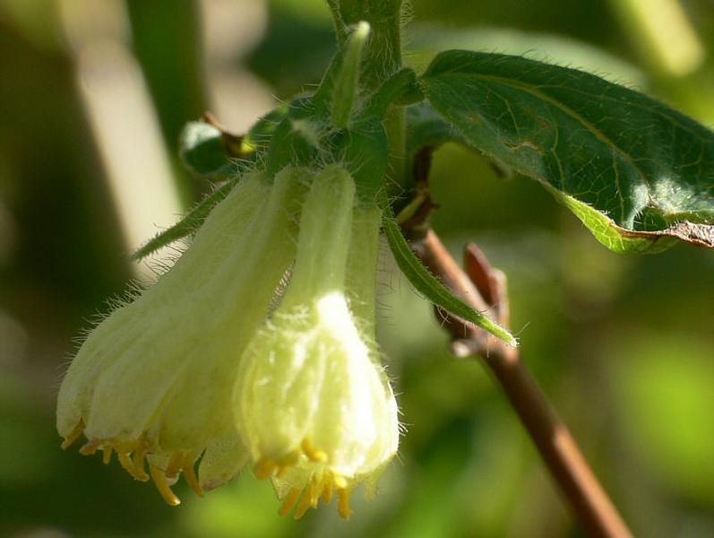 Изображение особи Lonicera caerulea.