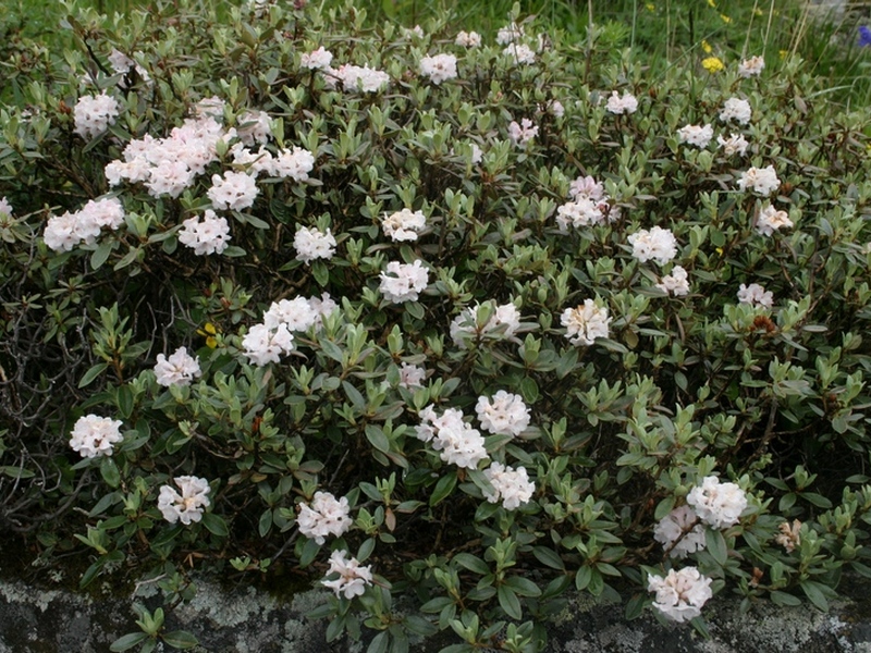 Image of Rhododendron adamsii specimen.