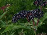 Sambucus ebulus. Верхушка плодоносящего растения. Размер отдельных ягод 6-8 мм. Киев, опушка Святошинского леса у Житомирского шоссе. 5 сентября 2009 г.