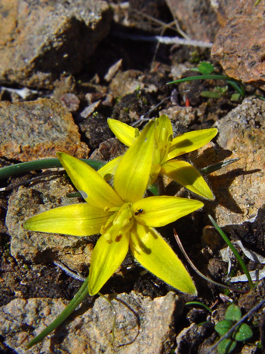 Изображение особи Gagea setifolia.