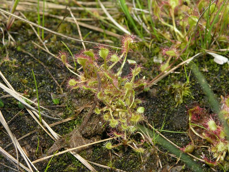 Изображение особи Drosera rotundifolia.