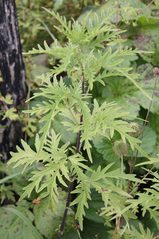 Image of Urtica cannabina specimen.