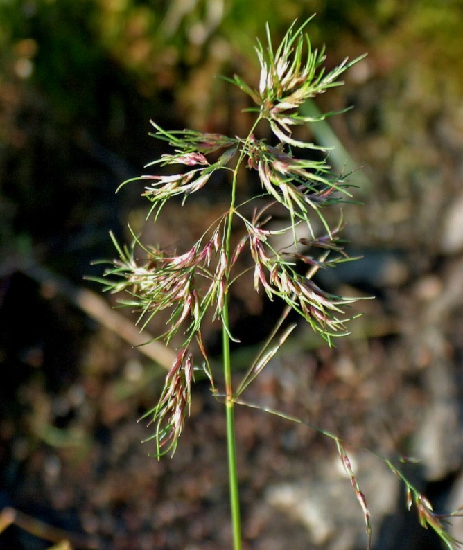 Изображение особи Deschampsia alpina.