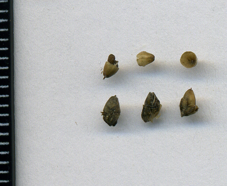 Image of Plantago major specimen.