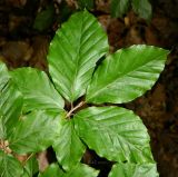 Fagus sylvatica. Врхняя часть веточки. Германия, г. Хаген, окр. замка Хоенлимбург (Hohenlimburg). Июль 2014 г.