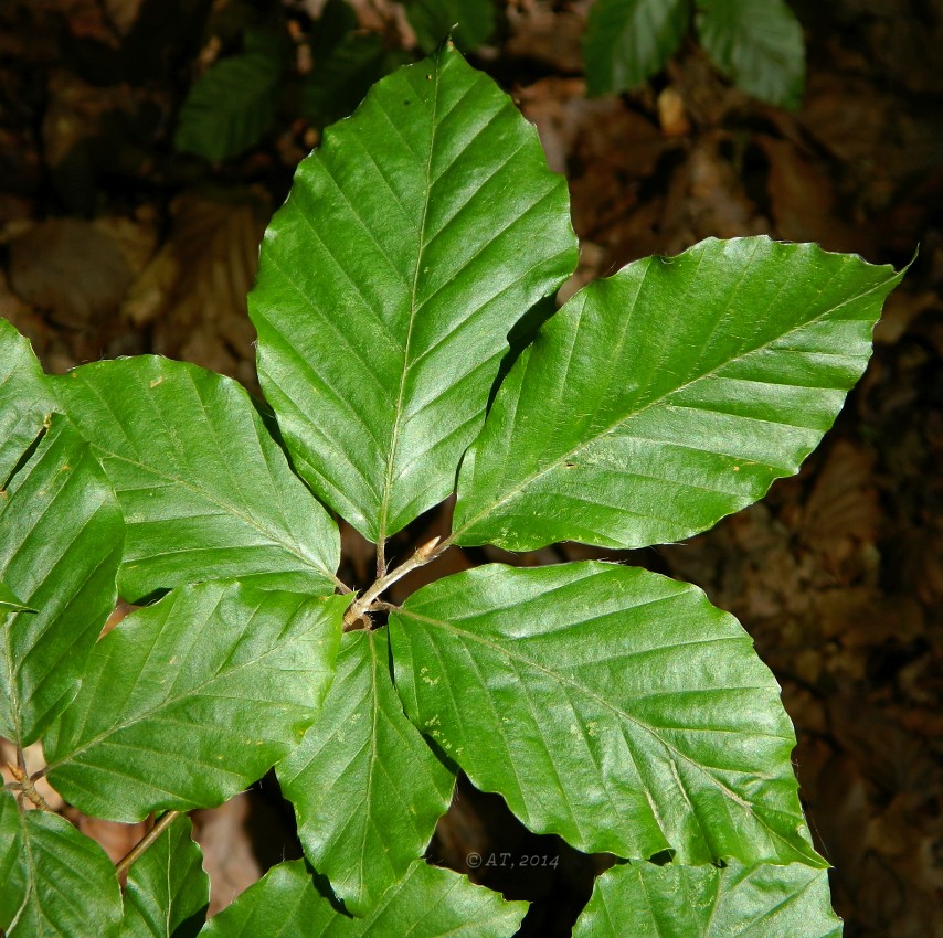 Image of Fagus sylvatica specimen.