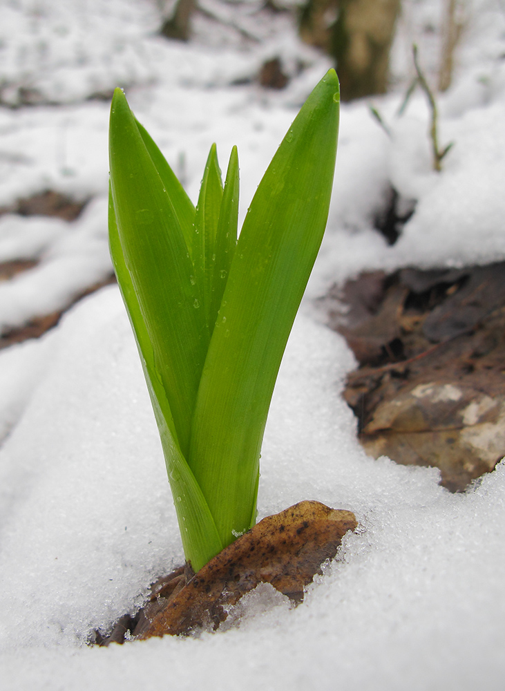 Image of Ornithogalum arcuatum specimen.