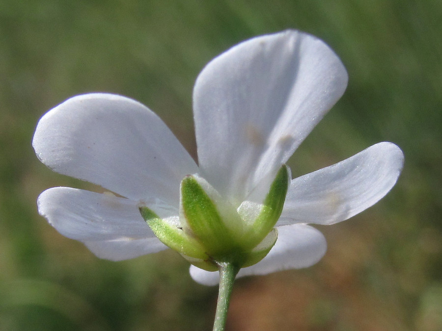 Image of Eremogone micradenia specimen.