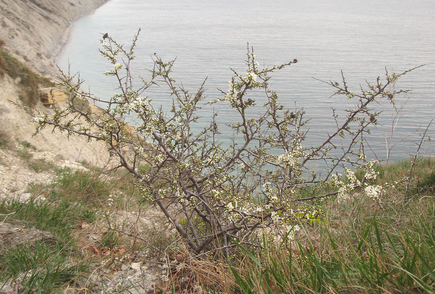 Изображение особи Prunus spinosa.