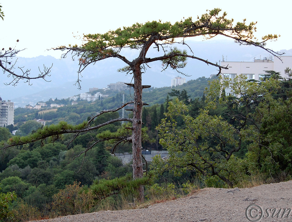 Изображение особи Pinus pallasiana.