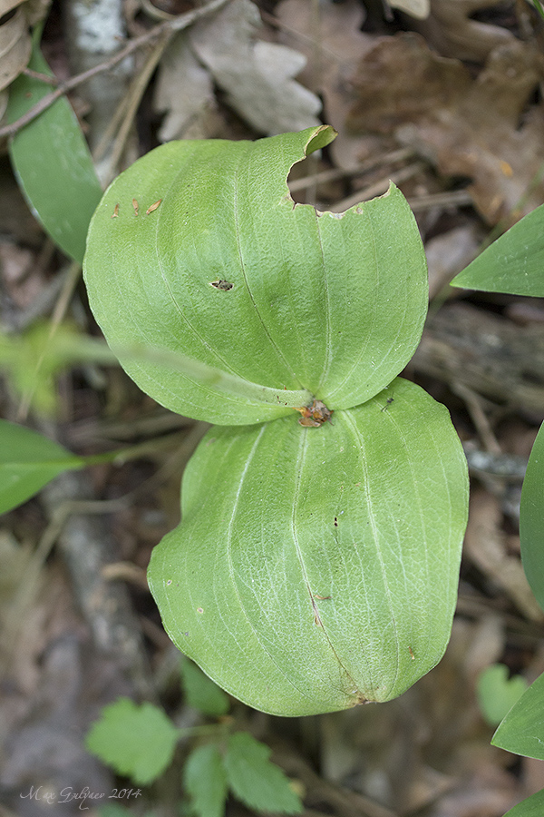 Изображение особи Listera ovata.