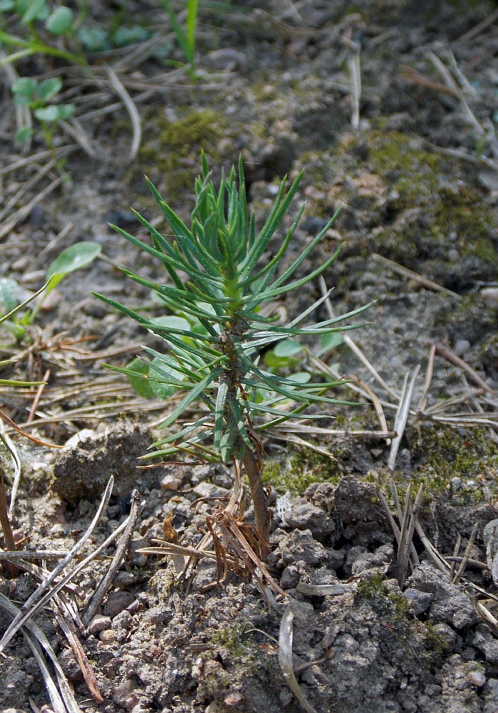 Image of Pinus longaeva specimen.