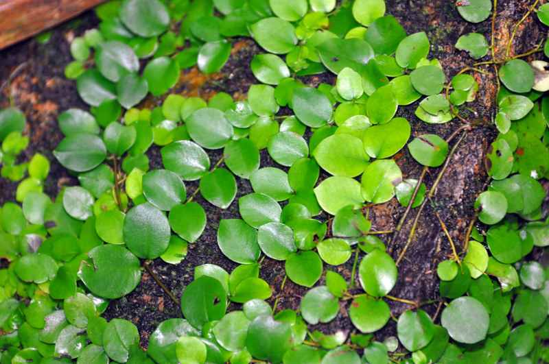 Изображение особи Lemmaphyllum microphyllum.