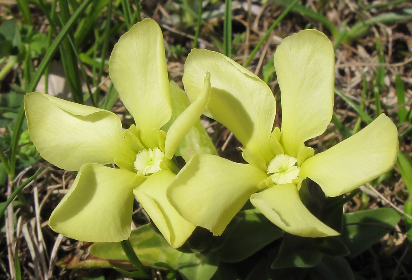 Image of Gentiana oschtenica specimen.