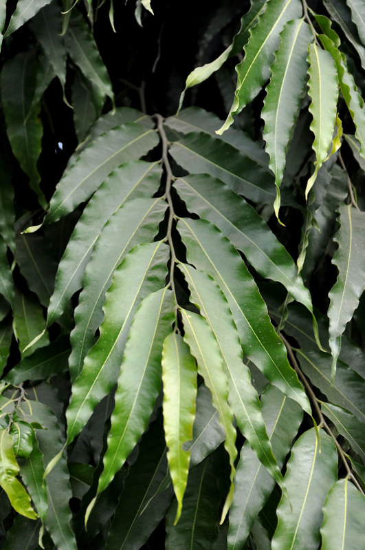 Image of Polyalthia longifolia specimen.