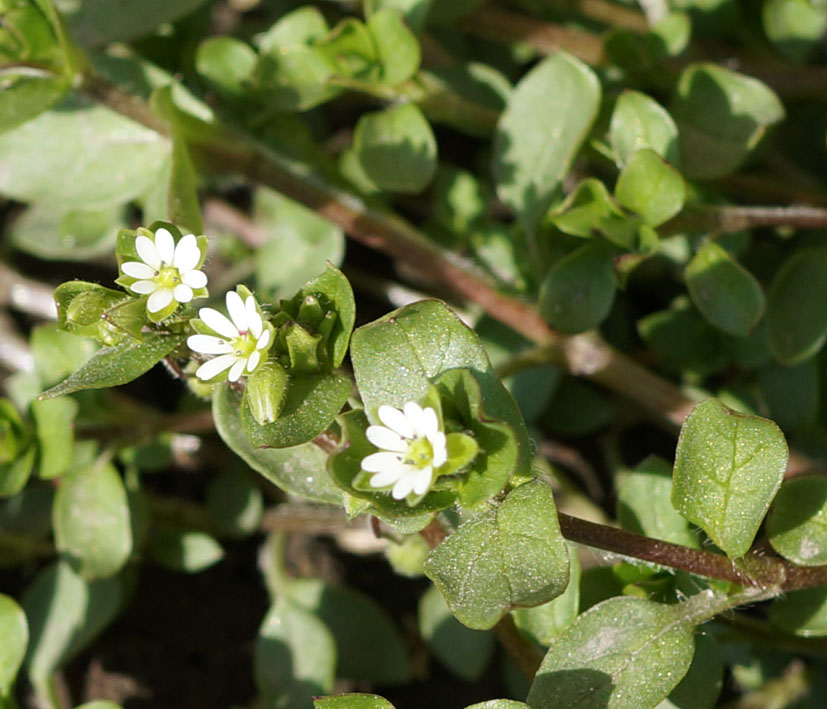 Image of Stellaria media specimen.