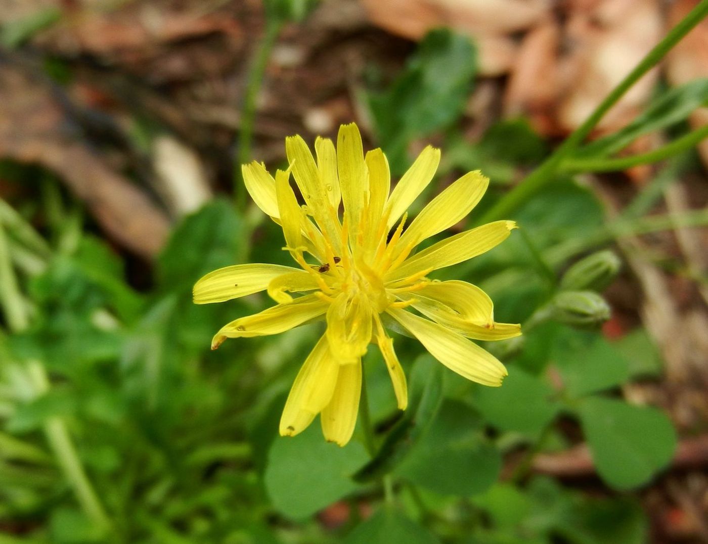 Изображение особи Crepis bursifolia.